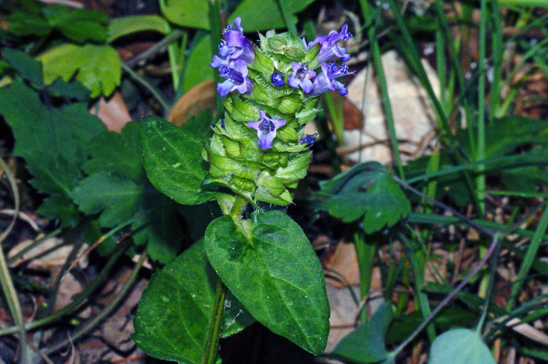 Prunella vulgaris